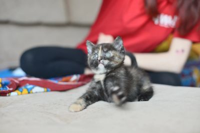 Лот: 18968485. Фото: 1. Котёнок на удачу. Кошки, котята