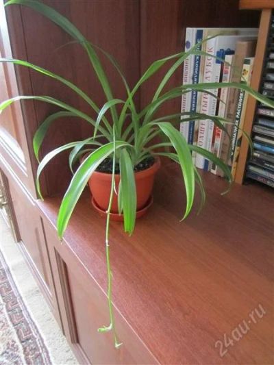 Лот: 954444. Фото: 1. Хлорофитум. Горшечные растения и комнатные цветы