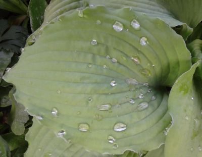 Лот: 11489015. Фото: 1. хоста Си Голф Стрим (hosta Sea... Садовые цветы