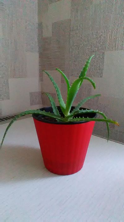 Лот: 11951410. Фото: 1. Алоэ. Горшечные растения и комнатные цветы