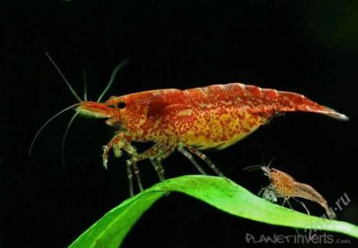 Лот: 2507713. Фото: 1. Креветки Red Cherry 15шт - 100р. Моллюски, ракообразные, кораллы