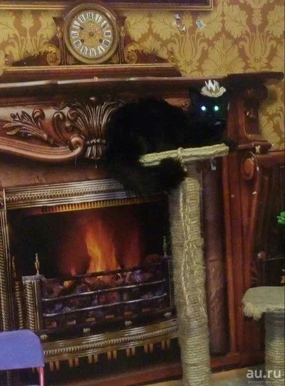 Лот: 10045890. Фото: 1. Мейн кун черный. Кошки, котята