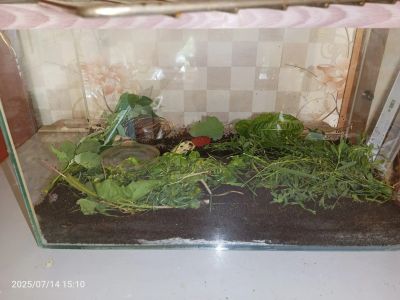Лот: 25555395. Фото: 1. Аквариум 44 * 21,5* 26,5 см, 25... Моллюски, ракообразные, кораллы