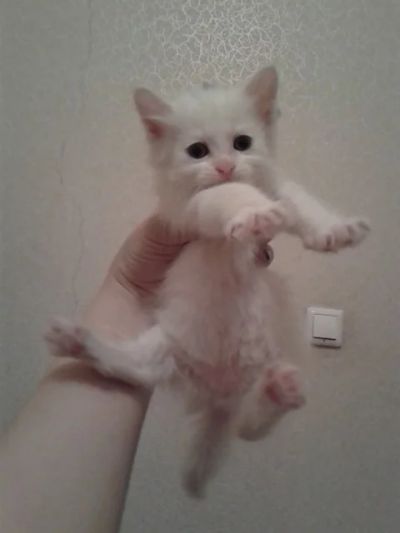 Лот: 4858395. Фото: 1. Отдам котят. Кошки, котята