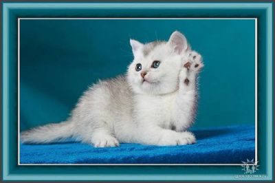 Лот: 3232050. Фото: 1. Британский котик. Серебристый... Кошки, котята
