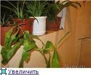 Лот: 143565. Фото: 1. Непентес или мухолов. Горшечные растения и комнатные цветы