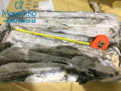 Лот: 11305412. Фото: 1. Минтай крупный 30+ БГ с/м 1/17... Икра, рыба, морепродукты