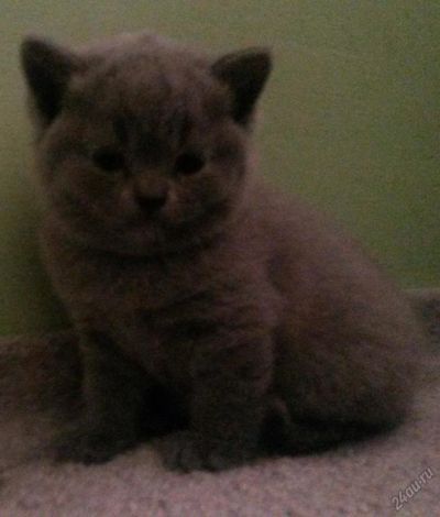 Лот: 5710021. Фото: 1. Шотландский прямоухий котенок... Кошки, котята