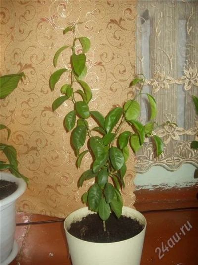 Лот: 895773. Фото: 1. мандарин. Горшечные растения и комнатные цветы