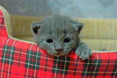 Лот: 3493520. Фото: 1. Британские плюшевые котята... Кошки, котята
