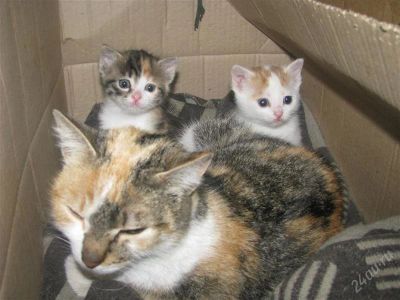 Лот: 1341336. Фото: 1. Котята. Кошки, котята