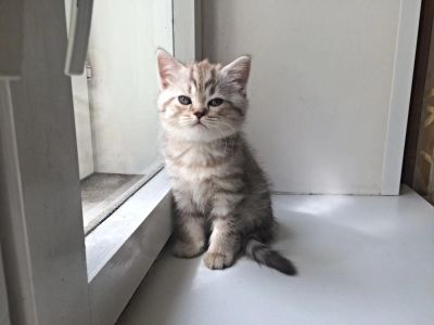 Лот: 5522791. Фото: 1. Шотландский котенок. Кошки, котята
