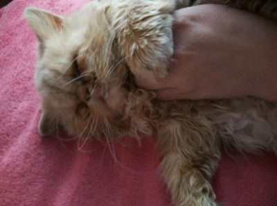 Лот: 9628833. Фото: 1. Длинношёрстный экзот. Перс. Кошечка. Кошки, котята