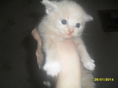 Лот: 3655429. Фото: 1. котики. Кошки, котята