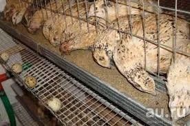 Лот: 9085752. Фото: 1. Семья перепелок маньчжурский золотистый. Птицы