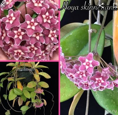 Лот: 18267741. Фото: 1. Хойя_Hoya skineriana. Горшечные растения и комнатные цветы