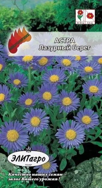 Лот: 11024165. Фото: 1. Астра . Лазурный Берег гол. 0... Садовые цветы