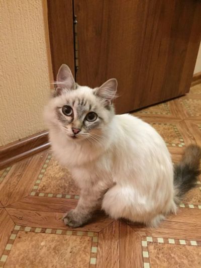 Лот: 12306758. Фото: 1. Кошка, котенок. 6 месяцев. Кошки, котята