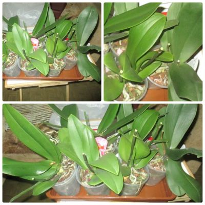 Лот: 6861265. Фото: 1. Орхидея Фаленопсис. Горшечные растения и комнатные цветы