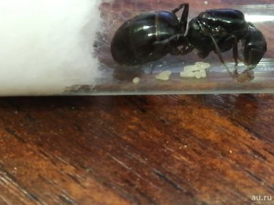Лот: 13808161. Фото: 1. Camponotus Saxatilis с расплодом... Остальные животные