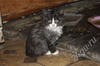 Лот: 475270. Фото: 1. Котятки в добрые руки. Остальные животные