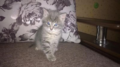 Лот: 8640975. Фото: 1. Красивый котик от умненькой кошечки. Кошки, котята