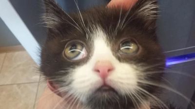 Лот: 10840301. Фото: 1. котенок Манчкин. зовут Пончик. Кошки, котята