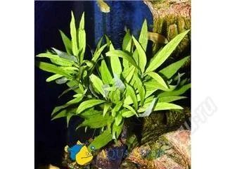 Лот: 70029. Фото: 1. Гигрофила лимонникHygrophila corymbosa. Водные растения
