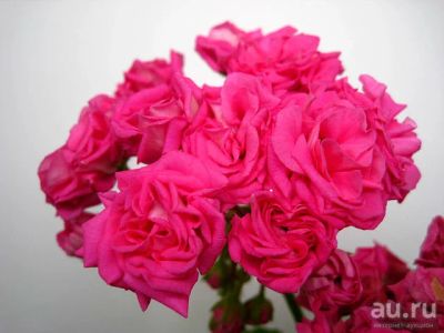 Лот: 13619292. Фото: 1. пеларгония Lara Harmony. Горшечные растения и комнатные цветы