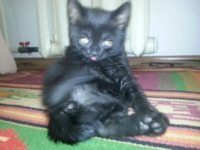 Лот: 5424904. Фото: 1. КотенокШотландец шоколадный. Кошки, котята
