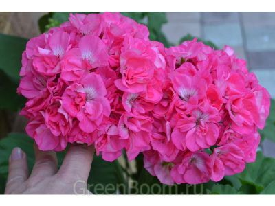 Лот: 8564031. Фото: 1. Зональная пеларгония "Gerda". Горшечные растения и комнатные цветы