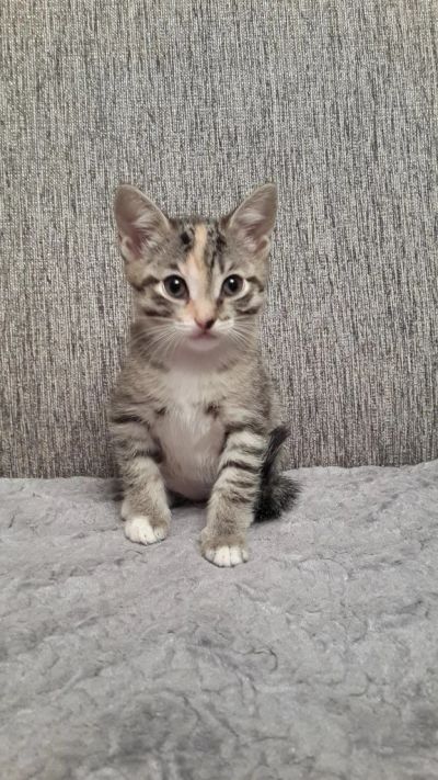Лот: 4933597. Фото: 1. Котята. Кошки, котята