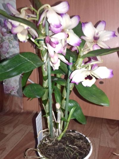 Лот: 6377769. Фото: 1. Орхидея дендробиум детки. Горшечные растения и комнатные цветы