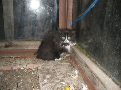 Лот: 590816. Фото: 1. люди!!! спасите бедных котят-... Остальные животные