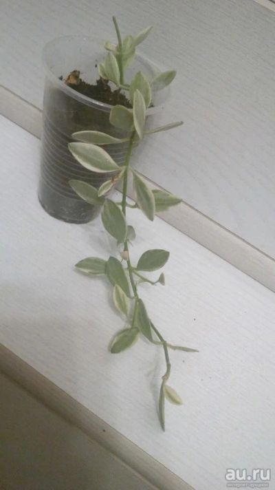 Лот: 9801157. Фото: 1. Дисхидия Dischidia ioantha variegata... Горшечные растения и комнатные цветы