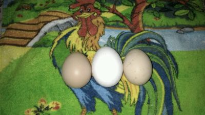 Лот: 9750120. Фото: 1. Яйцо куриное домашнее мелкое. Мясо, птица, яйцо