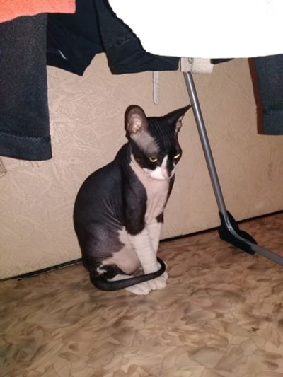 Лот: 16422720. Фото: 1. Отдам кота. Кошки, котята