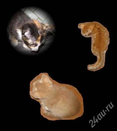 Лот: 452097. Фото: 1. Котята Денежной Кошки !. Остальные животные