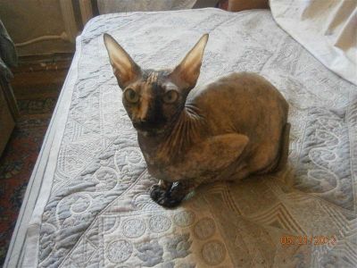 Лот: 1833034. Фото: 1. сфинксы. Кошки, котята