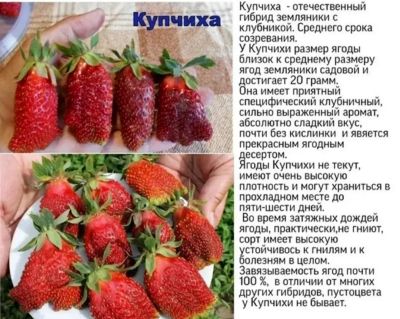 Лот: 11878206. Фото: 1. Земклубника Купчиха. Ягоды