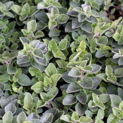 Лот: 15834897. Фото: 1. Душица origanum Hot and spicy. Пряные, лекарственные растения и зелень