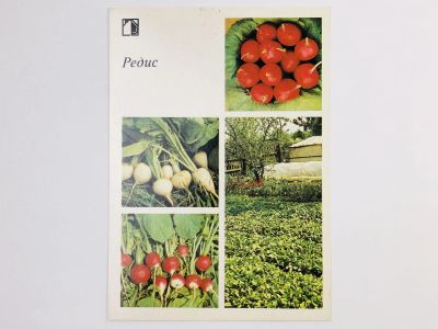 Лот: 23297105. Фото: 1. Редис. Открытка. 1985. Открытки, конверты