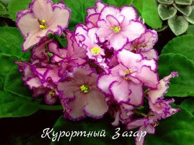 Лот: 8483365. Фото: 1. Фиалка сортовая Курортный Загар... Горшечные растения и комнатные цветы