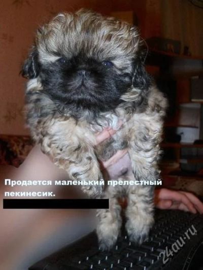 Лот: 1008131. Фото: 1. Пекинес щенок. Остальные животные