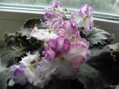 Лот: 10181454. Фото: 1. Сортовая фиалка "Золушкин сон... Горшечные растения и комнатные цветы