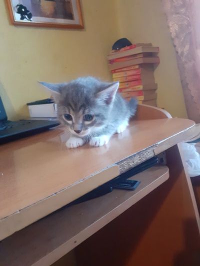 Лот: 18310817. Фото: 1. Подарю кытьку. Кошки, котята