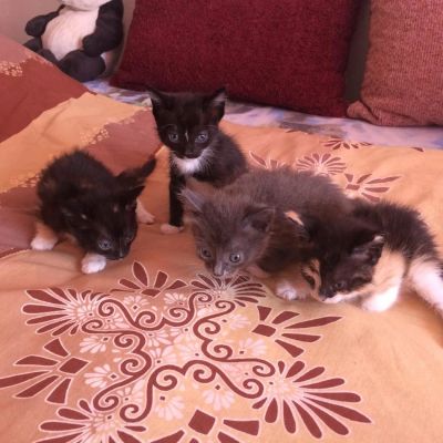 Лот: 9481364. Фото: 1. Отдадим котят в хорошие руки. Кошки, котята