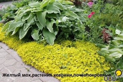 Лот: 7330402. Фото: 1. Очиток Желтый мох (растения коврики... Газоны