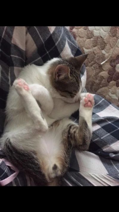 Лот: 6172375. Фото: 1. Отдам котенка. Кошки, котята