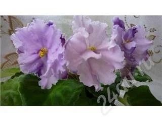 Лот: 513241. Фото: 1. Лист фиалки Louisiana Lullaby. Горшечные растения и комнатные цветы